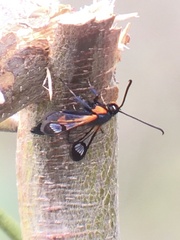 Synanthedon culiciformis