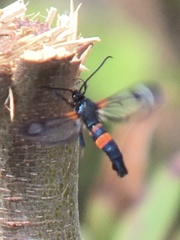 Synanthedon culiciformis