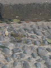 Serinus canaria canaria