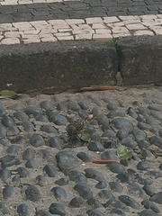 Serinus canaria canaria