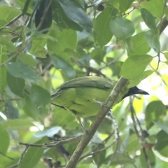 Chloropsis sonnerati