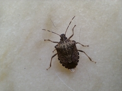 Halyomorpha halys