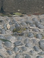 Serinus canaria canaria