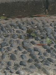 Serinus canaria canaria