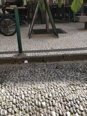 Serinus canaria canaria