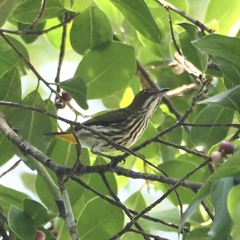 Dicaeum chrysorrheum