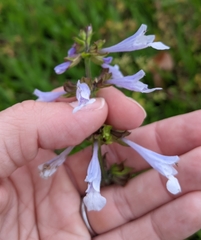 Salvia lyrata