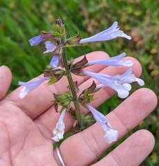 Salvia lyrata