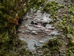 Arthonia cinnabarina