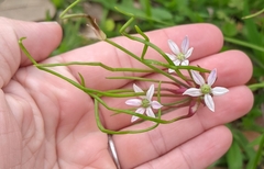 Allium canadense