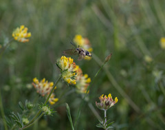 Hemaris tityus
