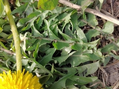 Taraxacum