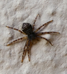 Pulchellodromus