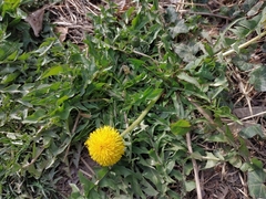 Taraxacum