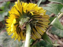 Taraxacum