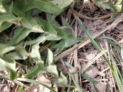 Taraxacum