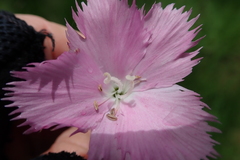 Dianthus zeyheri