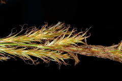 Carex fulvorubescens