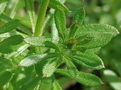 Galium aparine