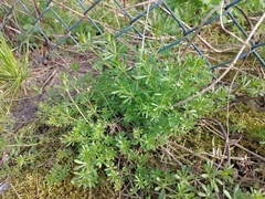 Galium aparine