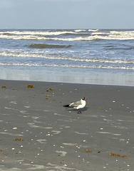 Leucophaeus atricilla