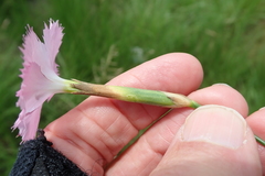 Dianthus zeyheri