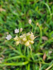 Allium canadense