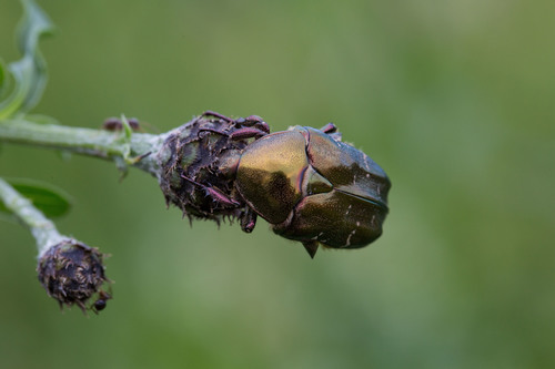 Dėmėtasis Auksavabalis nuotrauka