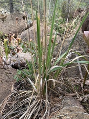 Trisetum canescens