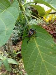 Pachylis acutangulus