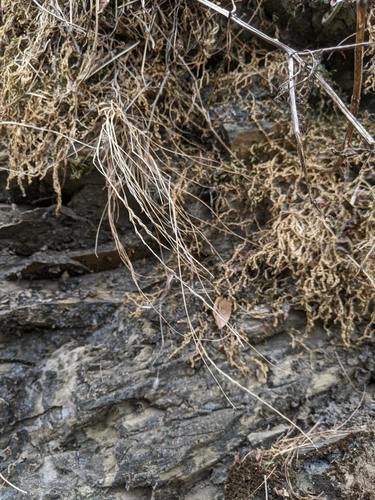 Tripogon chinensis iNat (2)