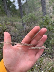 Trisetum canescens