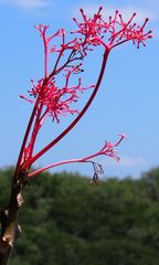 Vasconcellea parviflora