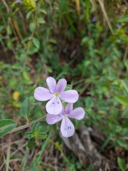 Barleria saxatilis