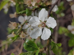 Cerasus