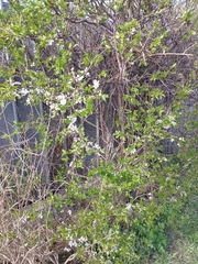 Cerasus