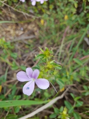 Barleria saxatilis