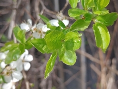 Cerasus