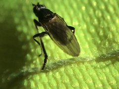 Copromyzinae
