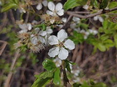 Cerasus