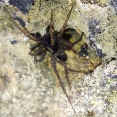 Lycosidae