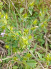 Barleria saxatilis
