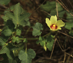 Hibiscus schinzii