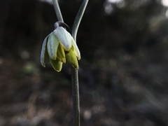 Fritillaria viridea