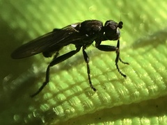 Copromyzinae