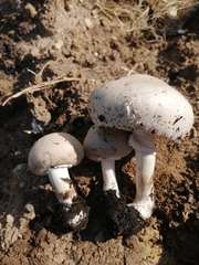 Macrolepiota zeyheri
