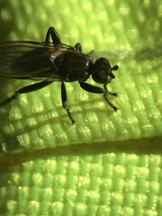 Copromyzinae