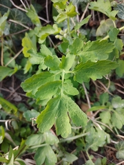 Chelidonium majus