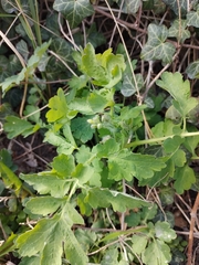 Chelidonium majus