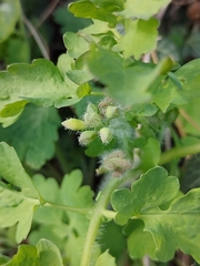Chelidonium majus